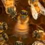 Revelando los secretos del lenguaje de la danza de las abejas: las abejas aprenden y transmiten culturalmente sus habilidades de comunicación